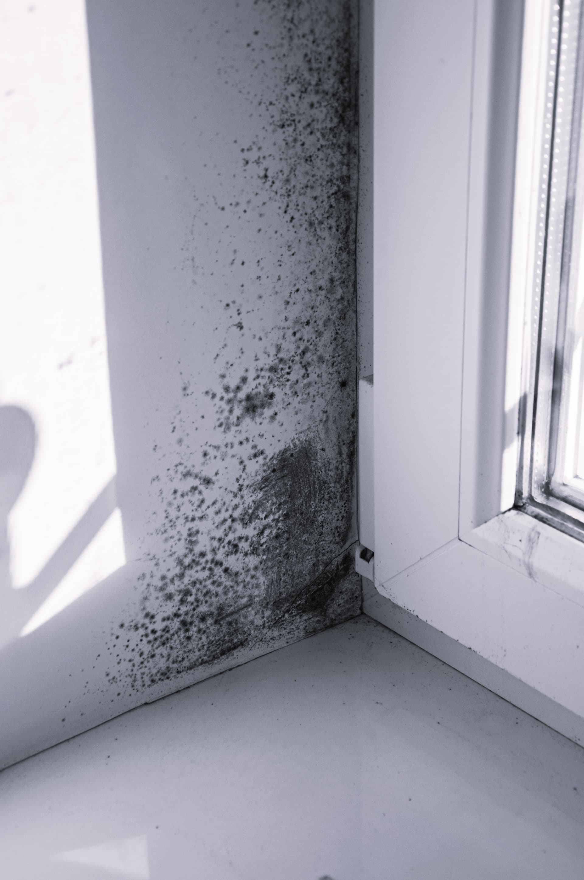 Mold
